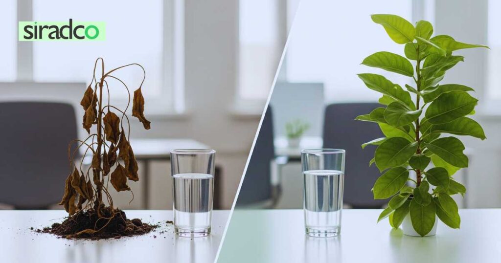 Dehydration comparison showing effects on afternoon energy levels with water glasses and plants